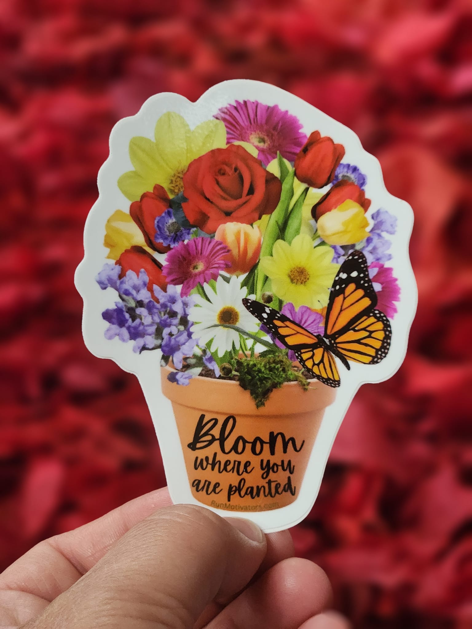 Bloom Where You Are Planted - Vinyl Sticker – RunMotivators